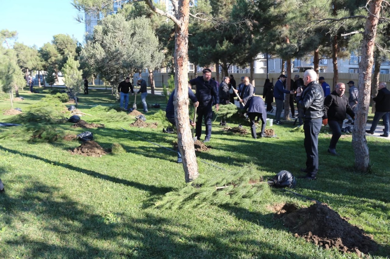 Xətai rayonunda ağacəkmə aksiyası keçirilib - FOTOLAR